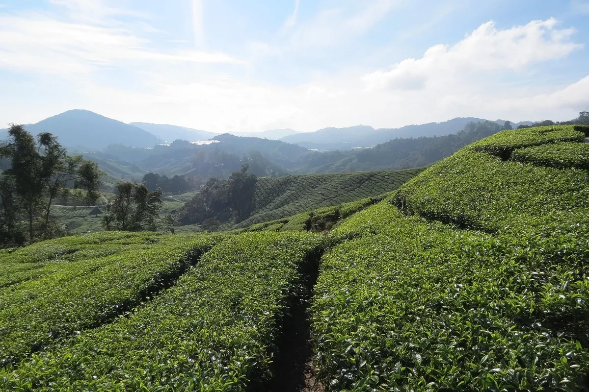 Cameron Highlands Resort