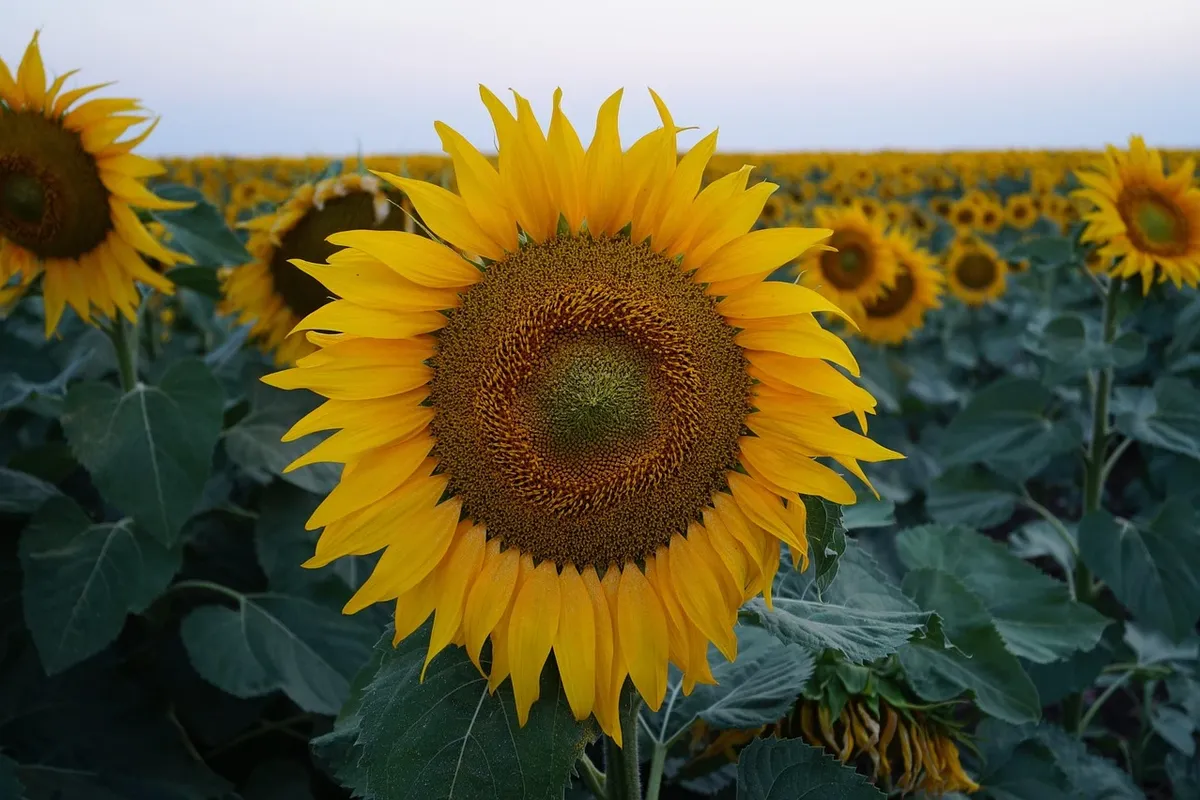Dancing with Sunflowers at Robins Glen