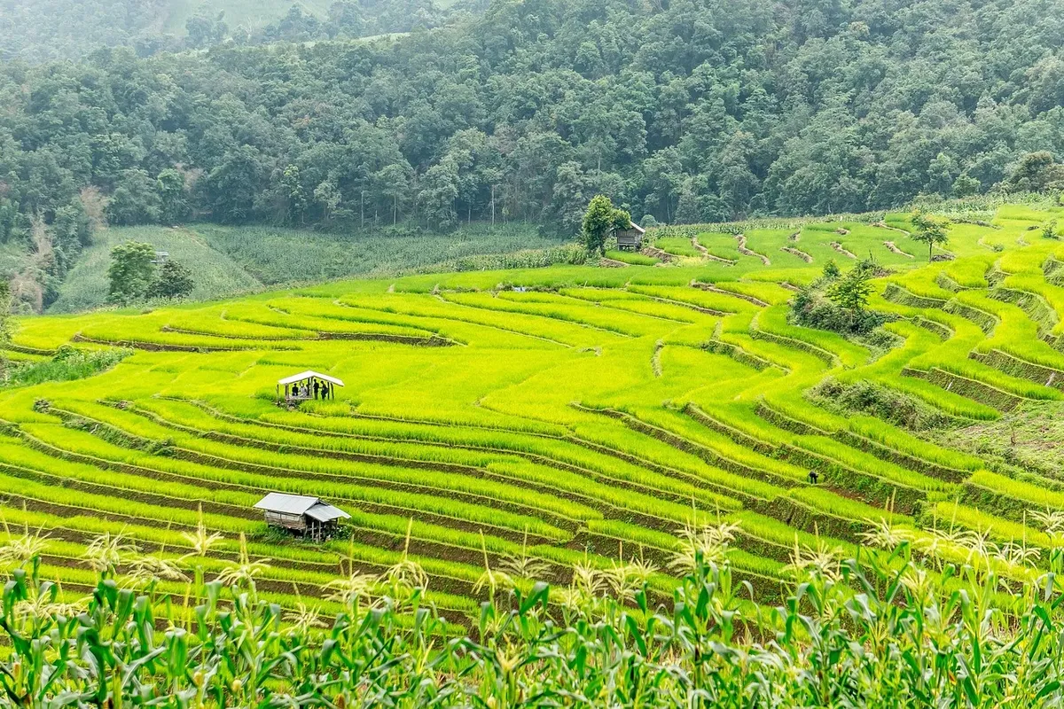 Best Restaurants in Chiang Mai