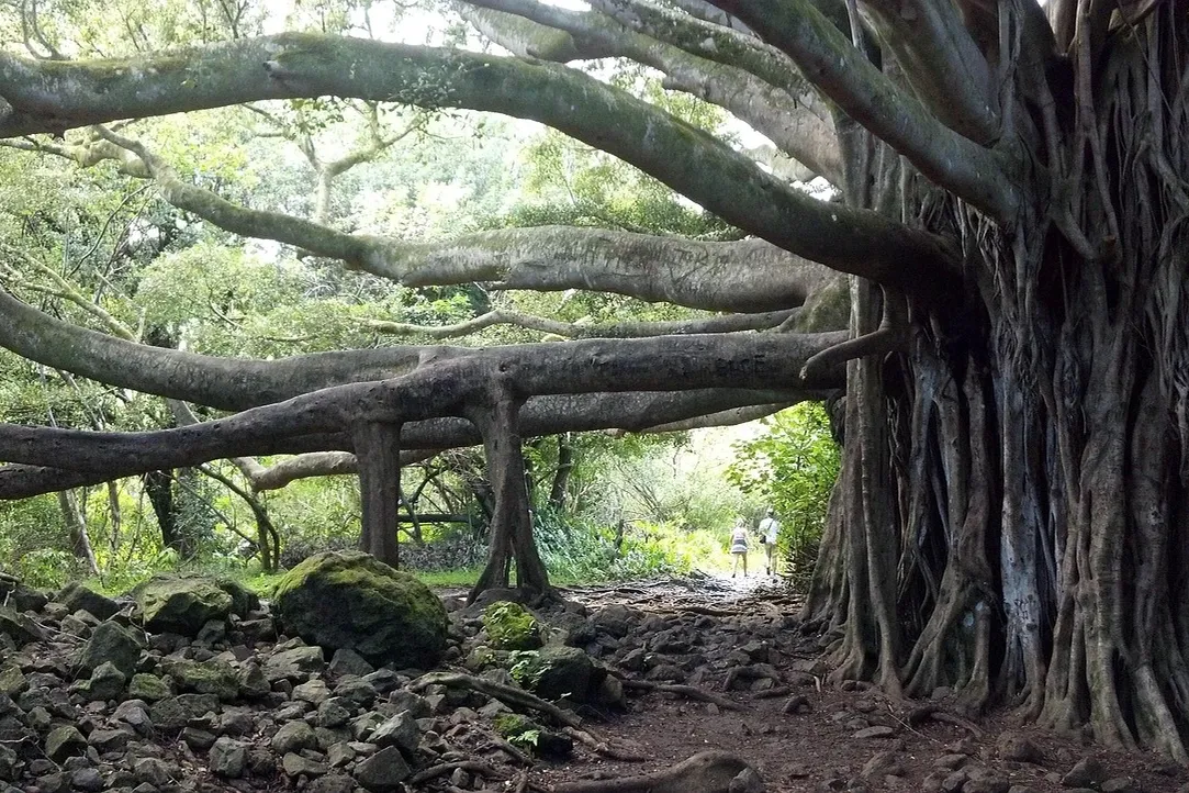 Banyan Tree Ungasan