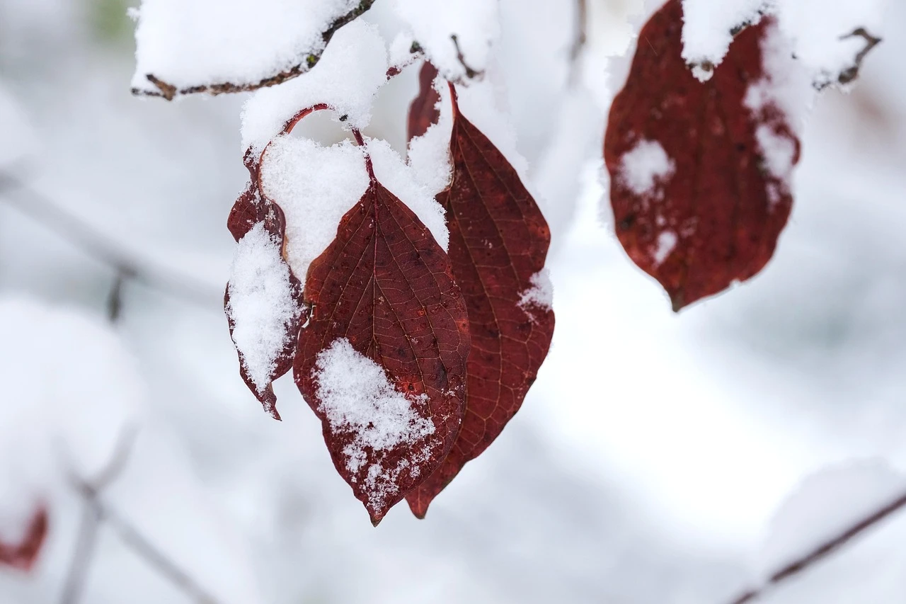 Niseko Village Winter Season